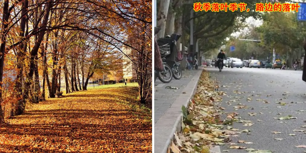 三輪樹(shù)葉收集車(chē)_多功能樹(shù)葉收集車(chē)_吸樹(shù)葉的機(jī)器_掃樹(shù)葉神器